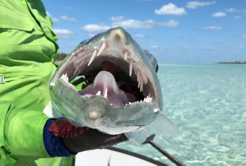 Capt. Shawn Riley Fishing Big Barracuda