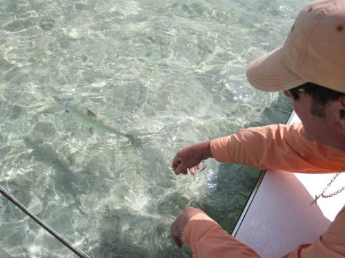 Releasing Bonefish
