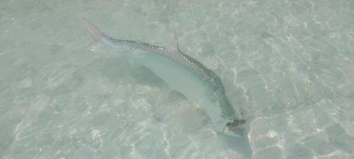 Fly fishing with Capt Shawn Riley, Andros Island, Bahamas