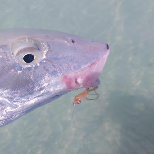 Fly fishing for Bonefish with Capt Shawn Riley, Andros Island, Bahamas