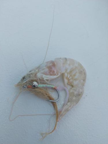 Fly fishing with Capt. Shawn Riley, Andros Island, Bahamas