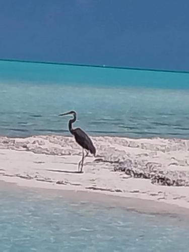 Andros Island, Bahamas