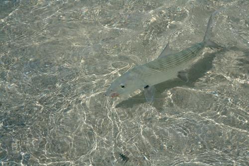 bonefish on the fly Andros